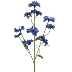 Fiordaliso spray su stelo