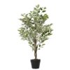 Ficus in vaso con pietre