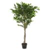Ficus in vaso con pietre