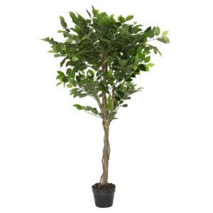 Ficus in vaso con pietre