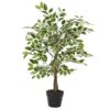 Ficus in vaso con pietre