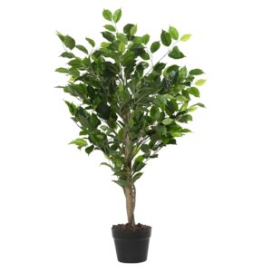 Ficus in vaso con pietre